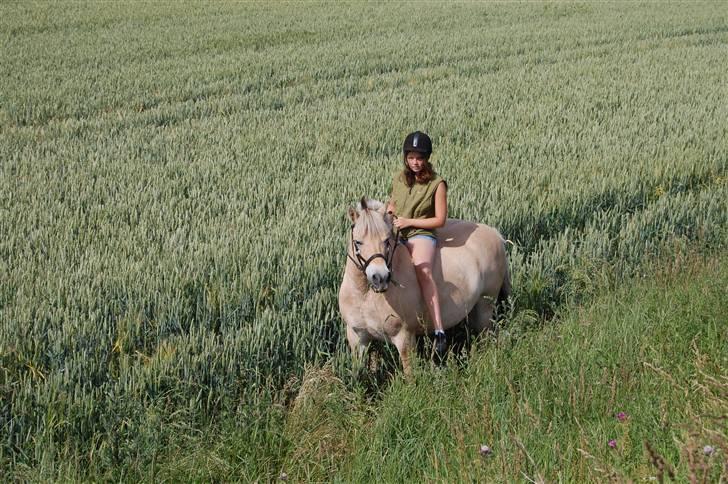 Fjordhest Coco - Coco og jeg på tur hjemme i Århus billede 4