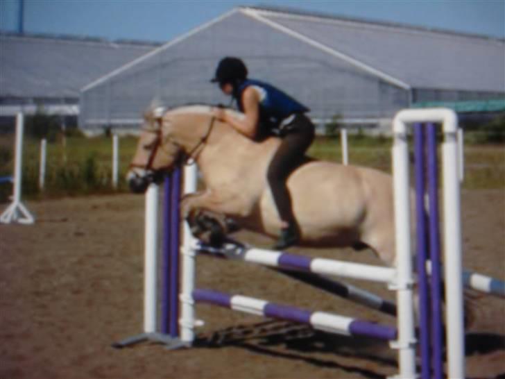 Fjordhest Coco - Coco og jeg springer - hjemme i Århus billede 5