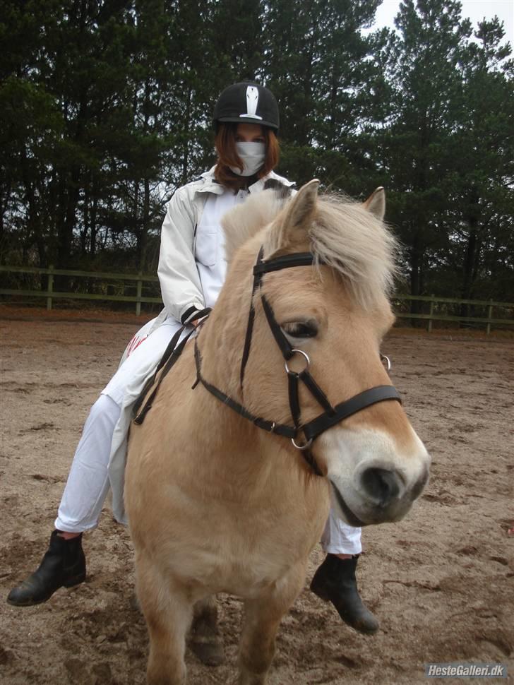 Fjordhest Coco - Til fastelavnsringridning i Hals. Han er ambulance og jeg er sygeplejerske:b billede 7