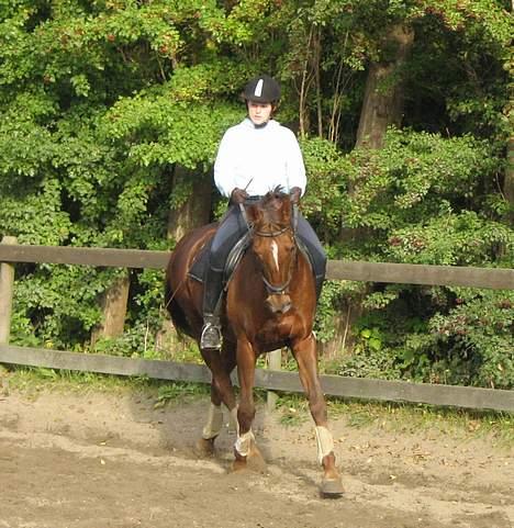 Fuldblod (XX) Ladyline xx R I P - Trænning. Hun var bare den bedste! billede 4