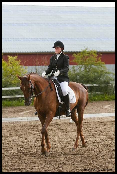 Fuldblod (XX) Ladyline xx R I P - Dressurstævne 2006 billede 5