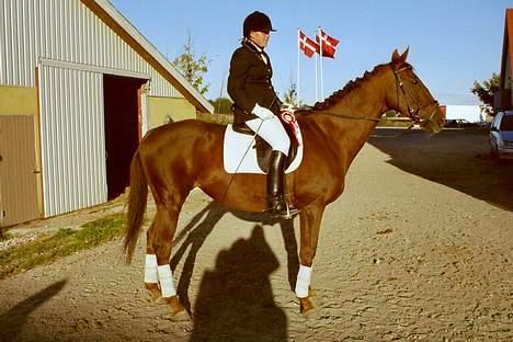 Fuldblod (XX) Ladyline xx R I P - Lady med hendes 1. plads billede 11