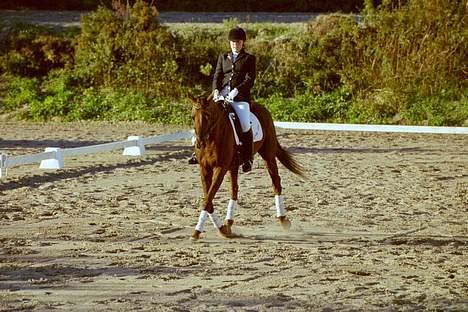 Fuldblod (XX) Ladyline xx R I P - Lady i en la1 billede 12