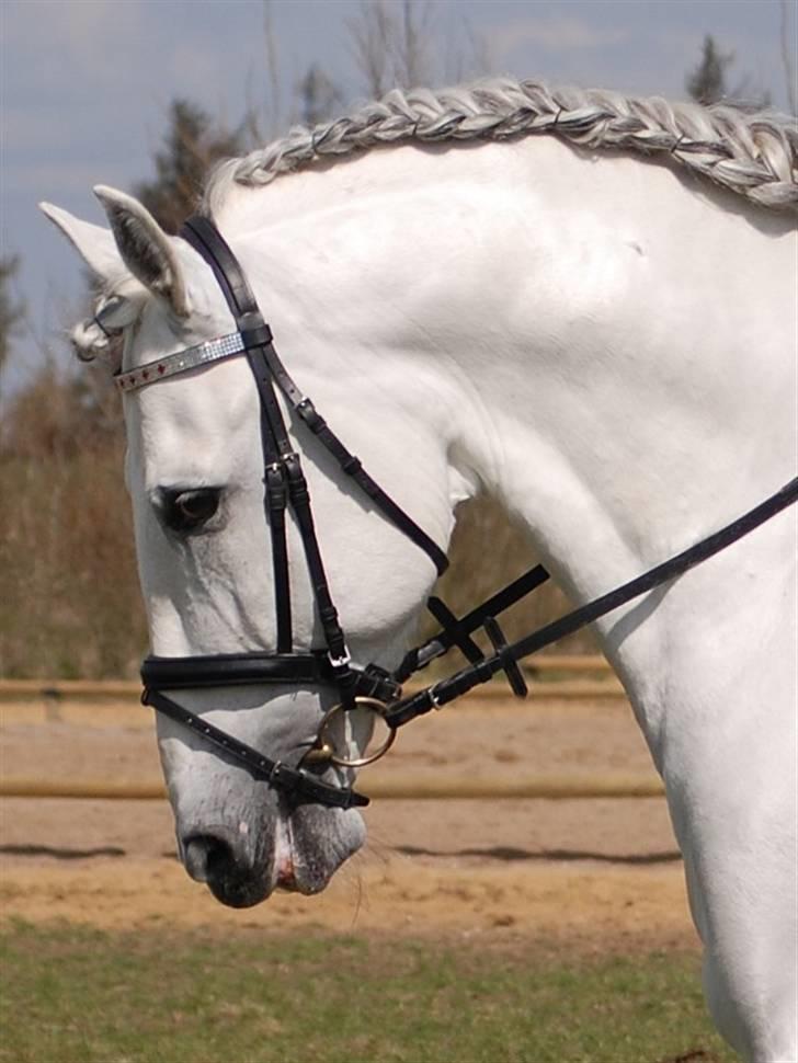 Pura Raza Española versalles  billede 1