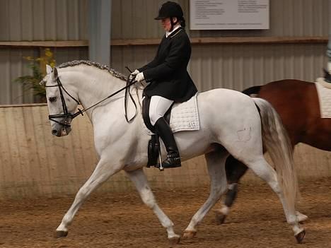 Pura Raza Española versalles  billede 2