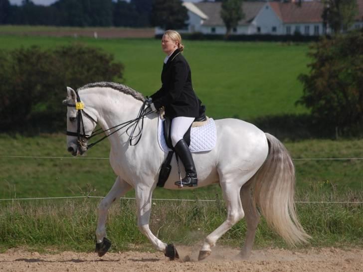 Pura Raza Española versalles  billede 3