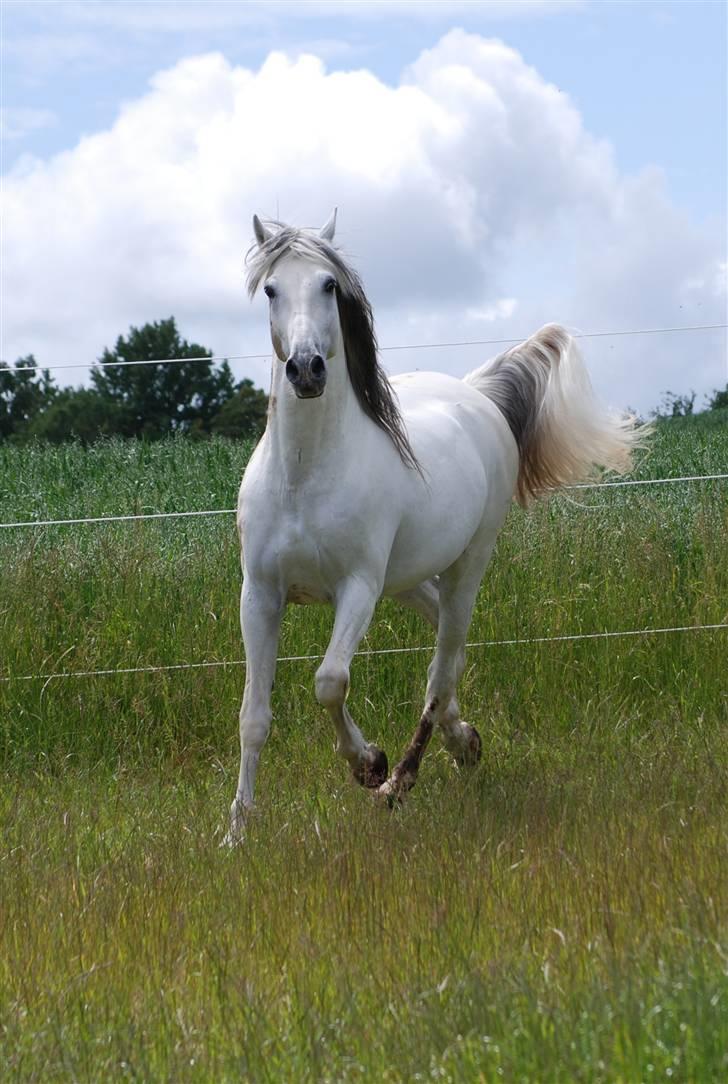 Pura Raza Española versalles  billede 4