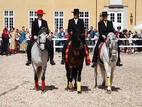 Pura Raza Española versalles  - versalles og de 2 vi har lavet opvisning med billede 5
