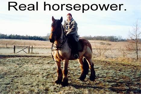 Belgier Klaus billede 1