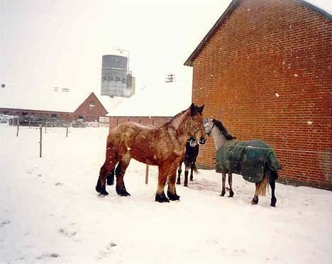 Belgier Klaus - en dejlig vinterdag, her er han omkring 3 år gammel. billede 2