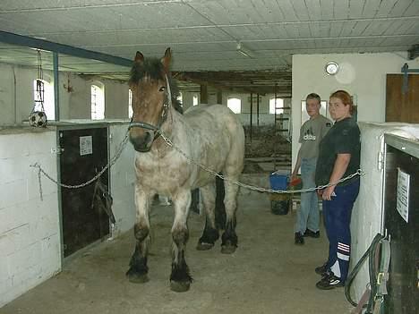 Belgier Klaus - hehe.. ja.. her er han jo ikke så køn, han er lige omkring 2 år gammel. og alligevel ser han jo sød ud. billede 4