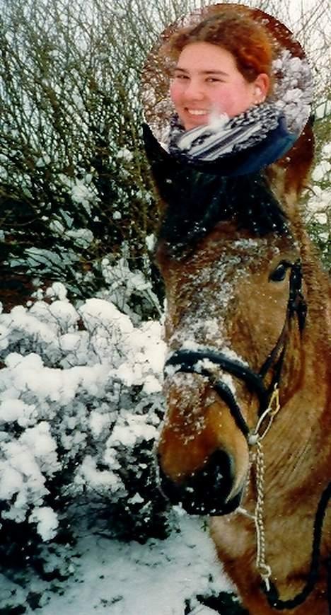 Belgier Klaus billede 5