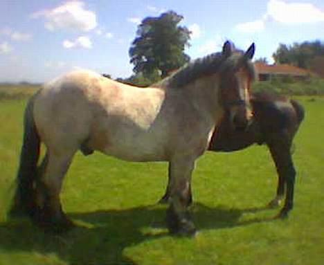 Belgier Klaus - her er han så omkring de 5 år. billede 6