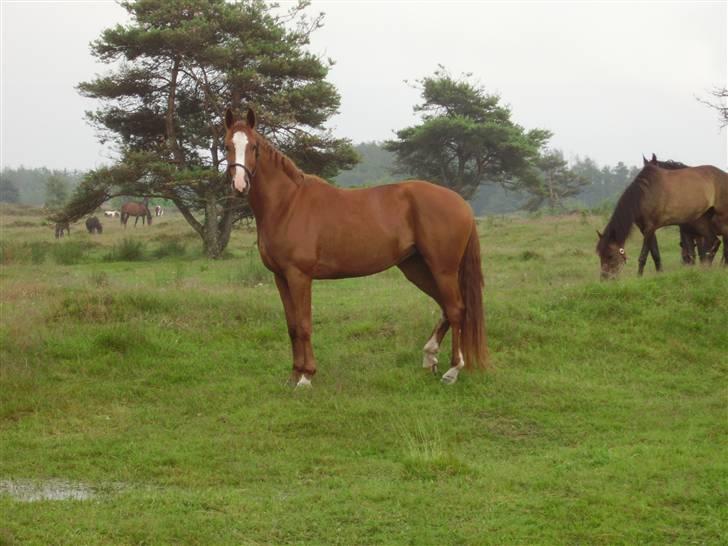 Hannoveraner Wenezia billede 1