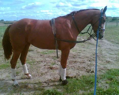 Hannoveraner Wenezia billede 2