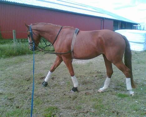 Hannoveraner Wenezia billede 3