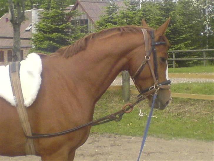 Hannoveraner Wenezia billede 4