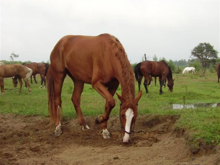 Hannoveraner Wenezia billede 5