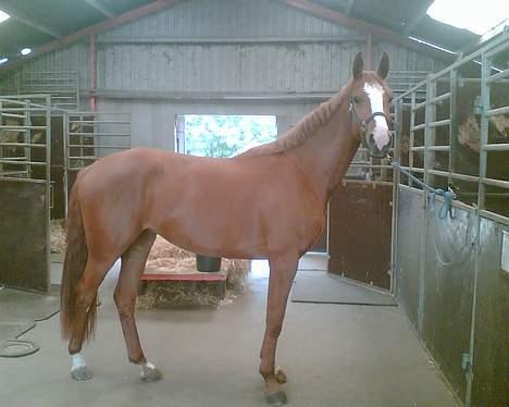 Hannoveraner Wenezia billede 6