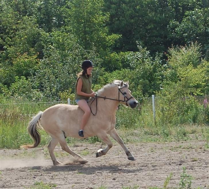 Fjordhest Coco - Sommeren 2009. Træning med sidepull (ved godt, den ikke sidder optimalt) billede 12