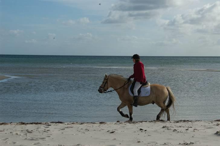 Fjordhest Coco - Til jagten: Her er vi nede i stranden. Coco og jeg tager lige en lille pause. billede 13