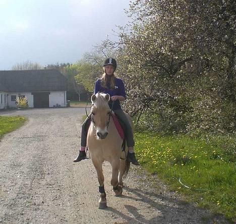 Fjordhest Coco - Coco og jeg på tur hjemme i Århus billede 15