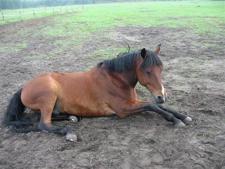 Anden særlig race Lucky  - den smukke pony, tar sig en lur :) <333 billede 9