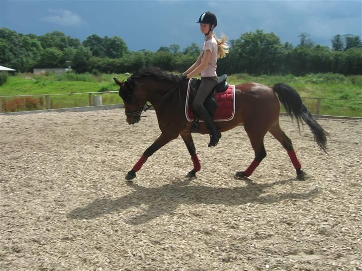 Anden særlig race Lucky  - Mig og Luxen.<3 træning. han er såå Déjlig billede 11