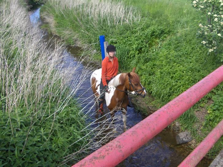 Pinto BamBino - # 4  NYT - I åen d; Vi var de eneste der var der nede :b billede 4