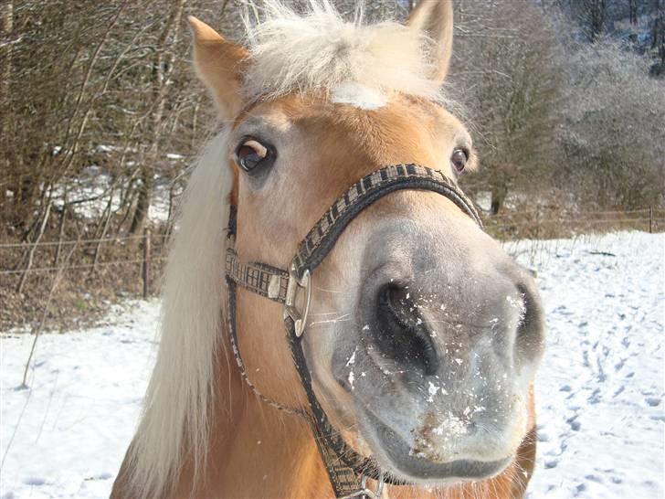 Haflinger Eizhia - sneee-mule :) billede 17