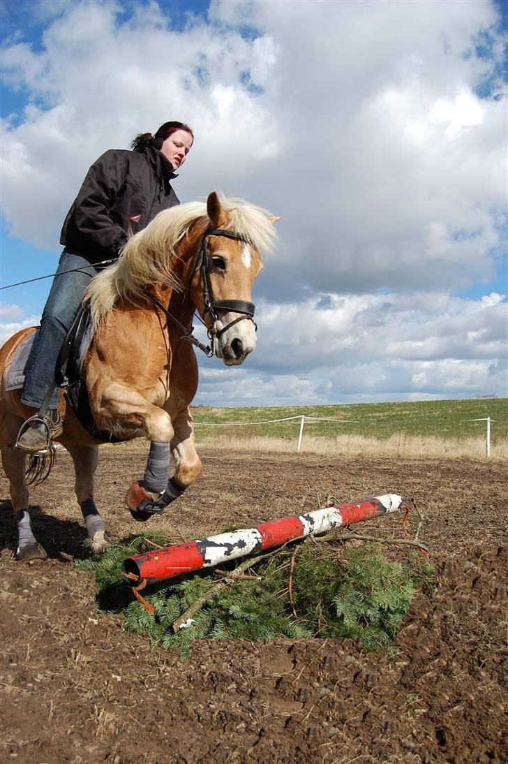 Haflinger Eizhia - dygtig lille pony.. foto : victoria billede 18