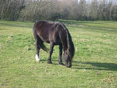 Welsh Cob (sec D) Dorthealyst Black Jack  + - ja det er så ivan ude på folden med dejlig tyk vinterpels billede 1