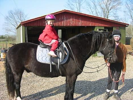 Welsh Cob (sec D) Dorthealyst Black Jack  + - det er så min lillesøsteer josefine der sidder på ham billede 2