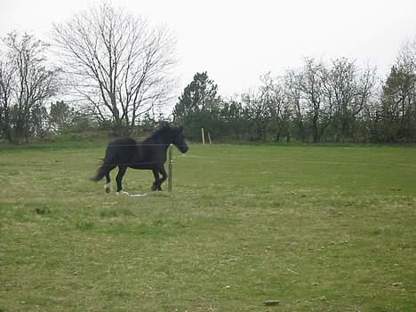 Welsh Cob (sec D) Dorthealyst Black Jack  + - i trav hen over marken billede 3