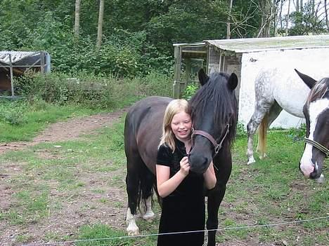 Welsh Cob (sec D) Dorthealyst Black Jack  + - mig og ivan igen billede 5