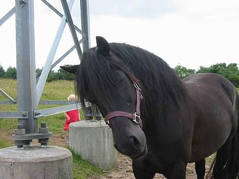 Welsh Cob (sec D) Dorthealyst Black Jack  + - er jeg ikke sød billede 6