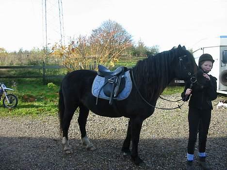Welsh Cob (sec D) Dorthealyst Black Jack  + - efter god tur i skoven billede 7