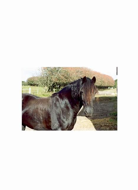 Welsh Cob (sec D) Dorthealyst Black Jack  + - på rideskolens fold billede 8