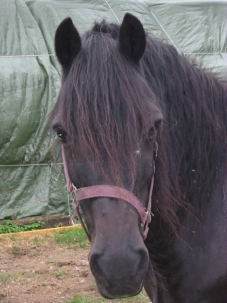 Welsh Cob (sec D) Dorthealyst Black Jack  + - godt hovedbillede billede 9
