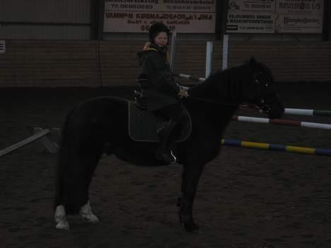 Welsh Cob (sec D) Dorthealyst Black Jack  + - til springning billede 10