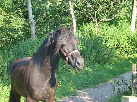 Welsh Cob (sec D) Dorthealyst Black Jack  + - hvad sker der lii??? billede 11