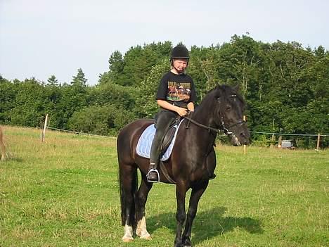 Welsh Cob (sec D) Dorthealyst Black Jack  + - ude at ride på "banen" billede 12