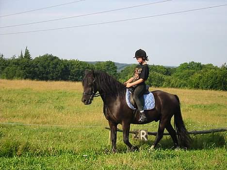 Welsh Cob (sec D) Dorthealyst Black Jack  + - og igen billede 13