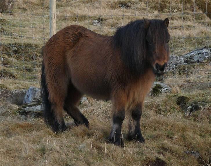 Færøsk hest Grani (udlånt) - Bamse! xD billede 2