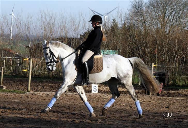 Sportsaraber (A) Mon Cherie <3 <3 SOLGT <3 <3 - Velkommen til Mon Cherie s profil. Håber i kan lide det. I er velkommen til at give en kommentar og en bedømmelse.. og skulle der smutte en udfordring forbi  vil vi se om vi ikke kan gribe den <3  billede taget af Christina/ CCJ billede 1