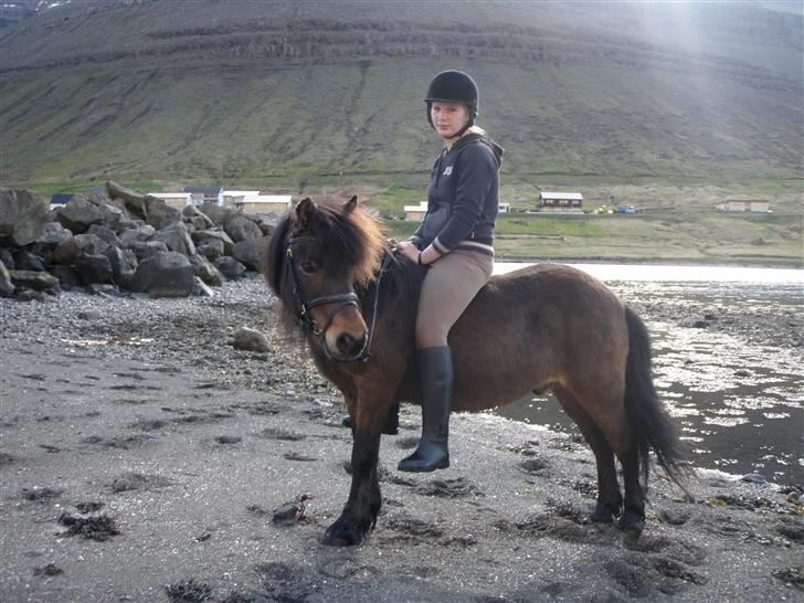 Færøsk hest Grani (udlånt) - Rebekka og Grani (: billede 3