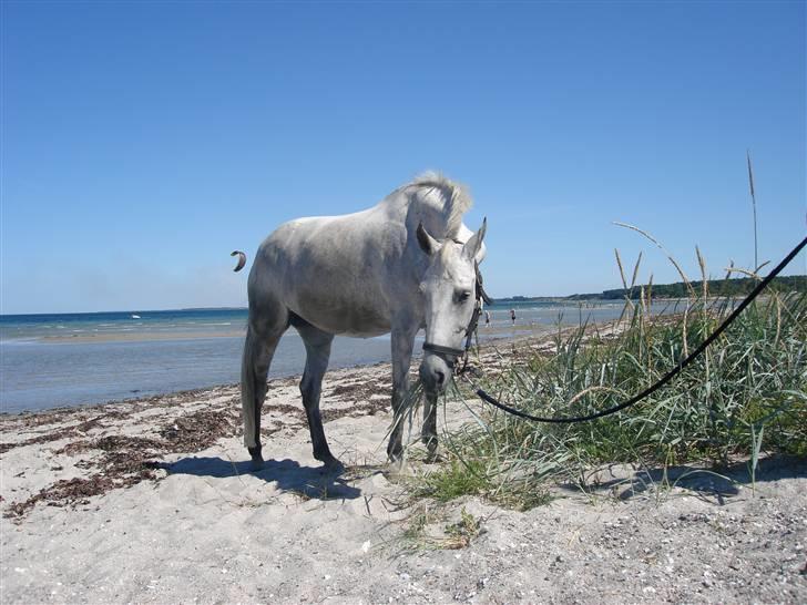 Sportsaraber (A) Mon Cherie <3 <3 SOLGT <3 <3 - Mon er helt salig når hun lige har været ude og rulle sig i vandet(-: hun elsker det  billede 2