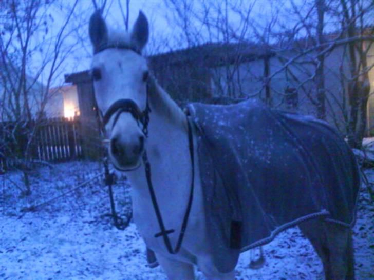 Sportsaraber (A) Mon Cherie <3 <3 SOLGT <3 <3 - NÅRRR miin..  elsker dig - billede taget fra min mobil. derfor ikke så god kvalitet !  billede 4