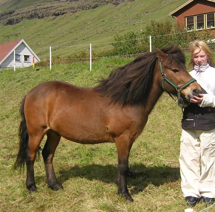 Færøsk hest Grani (udlånt) - Står lige model ;o) billede 6