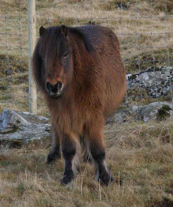 Færøsk hest Grani (udlånt) - Bamse igen ! :o Han har altså en meget tyk vinterpels ! xD billede 7